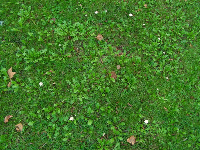 Giro nelle aiuole di medicina seconda parte